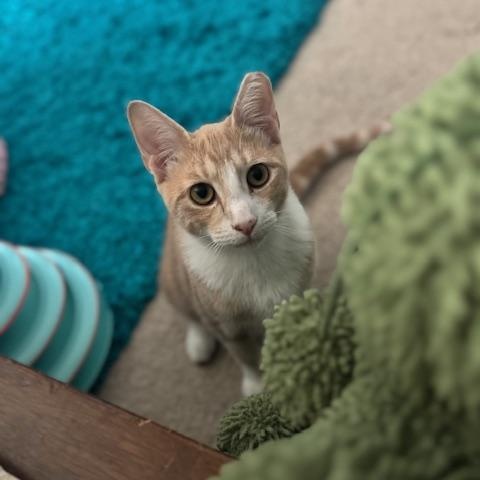 Poe, a Adoptable American Shorthair in Mount Pleasant, SC image 3/6