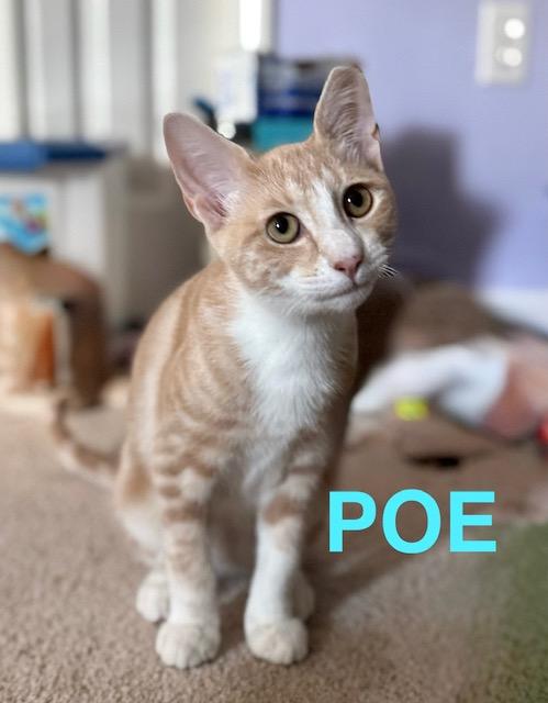 Poe