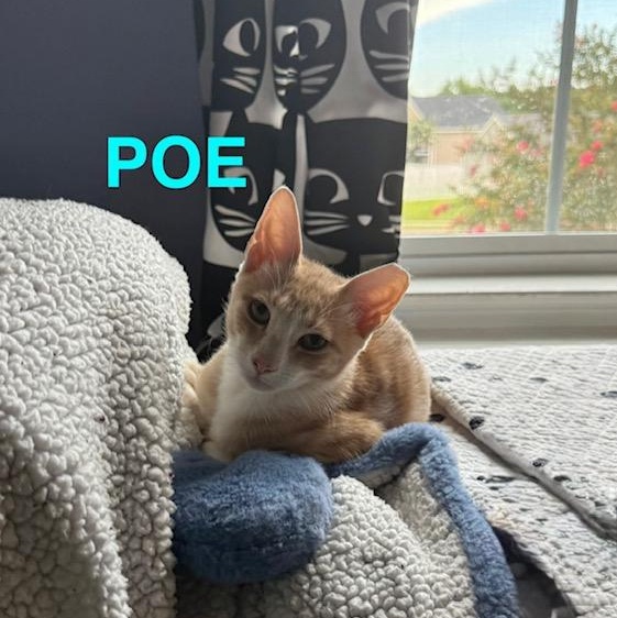 Poe, a Adoptable American Shorthair in Mount Pleasant, SC image 4/6