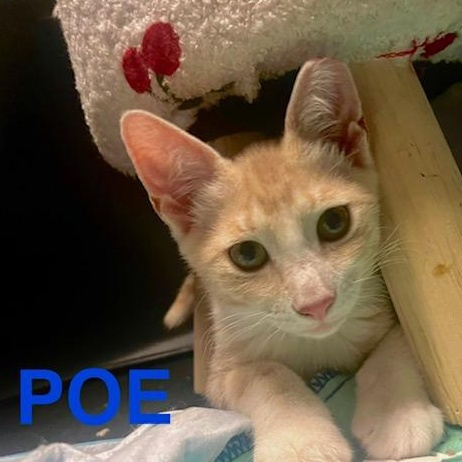 Poe, Young Male American Shorthair