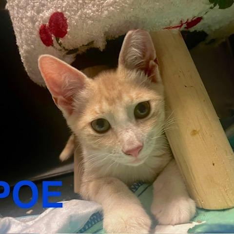 Poe, a Adoptable American Shorthair in Mount Pleasant, SC image 5/6