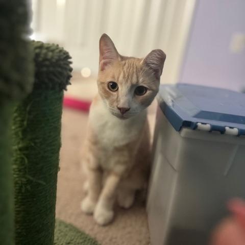 Poe, a Adoptable American Shorthair in Mount Pleasant, SC image 6/6