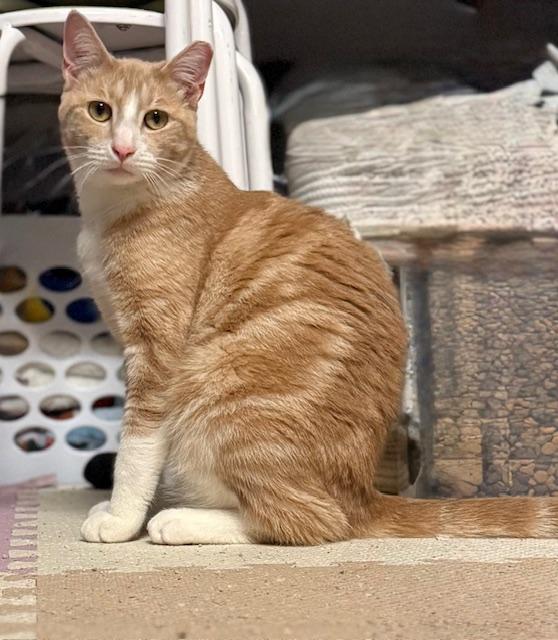 Poe, Adoptable, Adult Male American Shorthair.