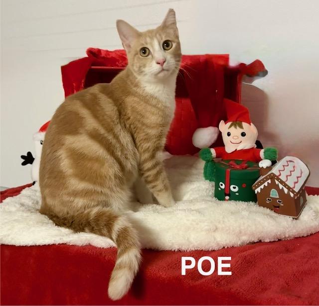Enlarge Poe, a Adoptable American Shorthair in Mount Pleasant, SC image 1/6