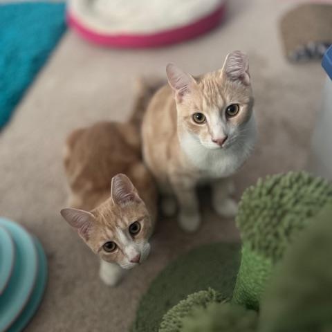 Poe, a Adoptable American Shorthair in Mount Pleasant, SC image 2/6