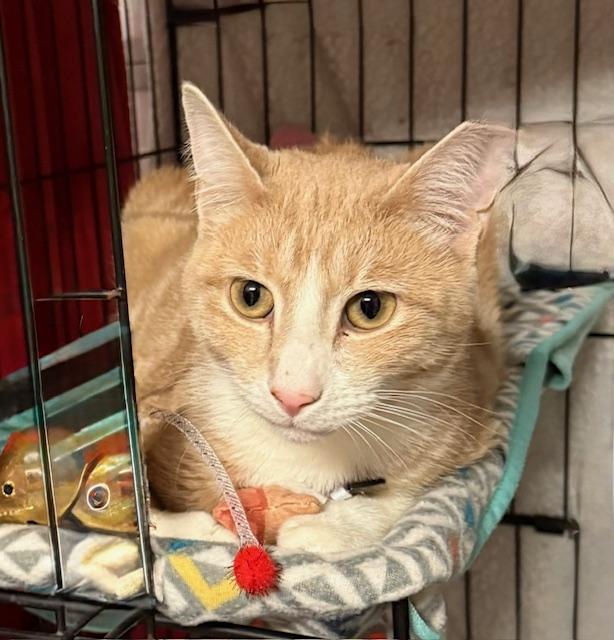 Enlarge Poe, a Adoptable American Shorthair in Mount Pleasant, SC image 2/6