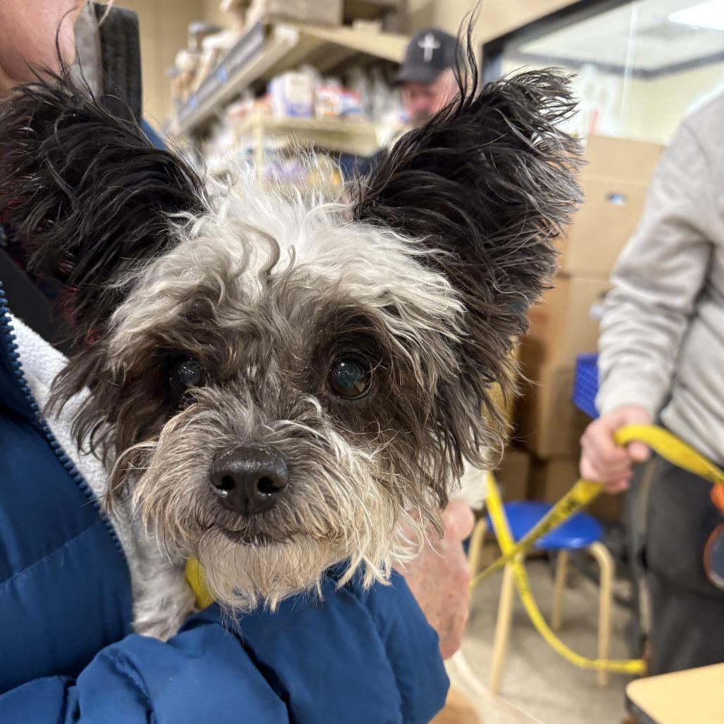 Lady - bonded w/ Lola