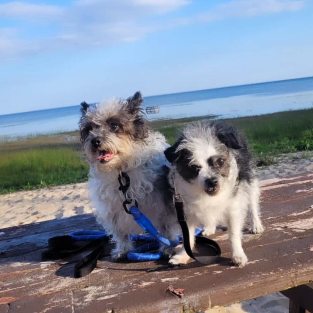 Lady - bonded w/ Lola — thumbnail 2