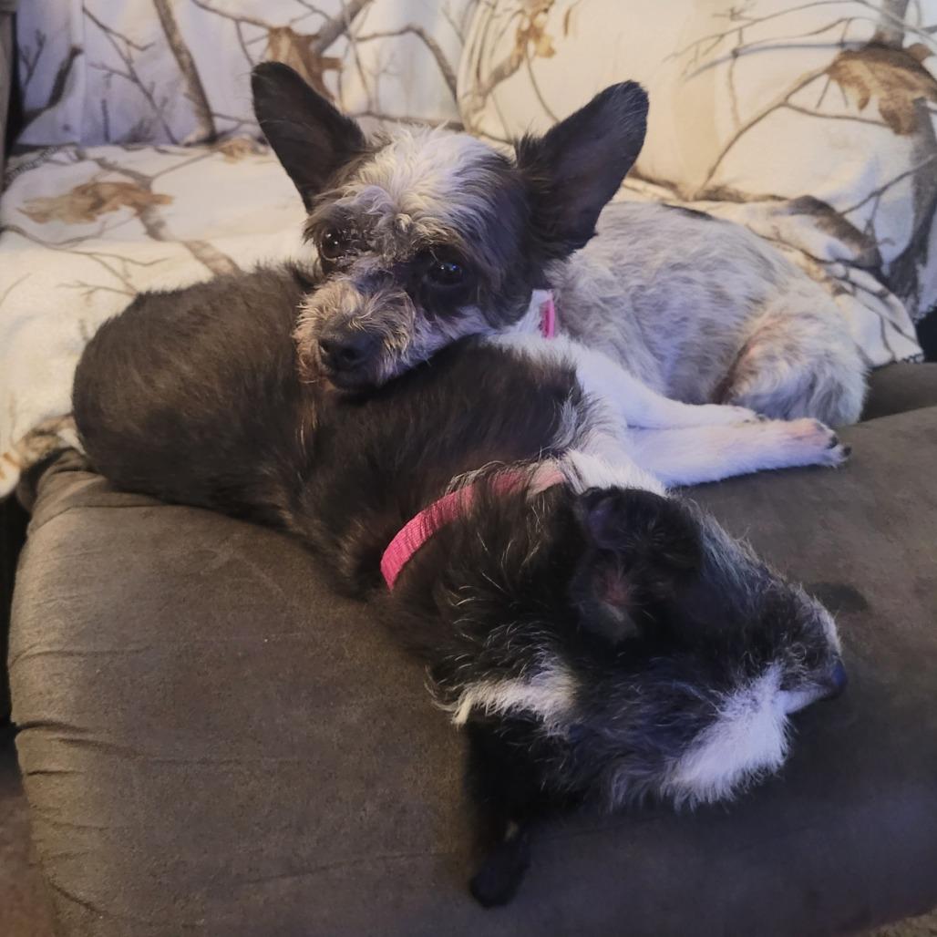 Lady - bonded w/ Lola — thumbnail 3