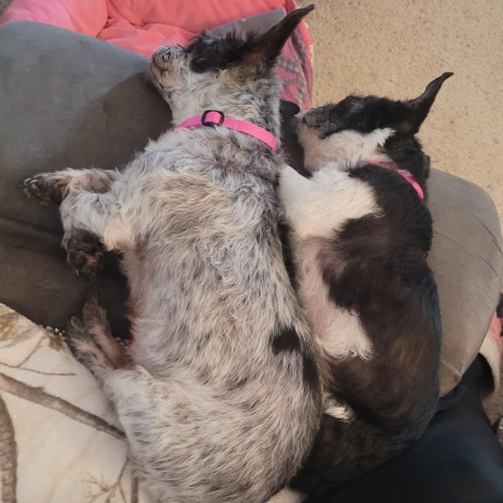 Lady - bonded w/ Lola — thumbnail 5