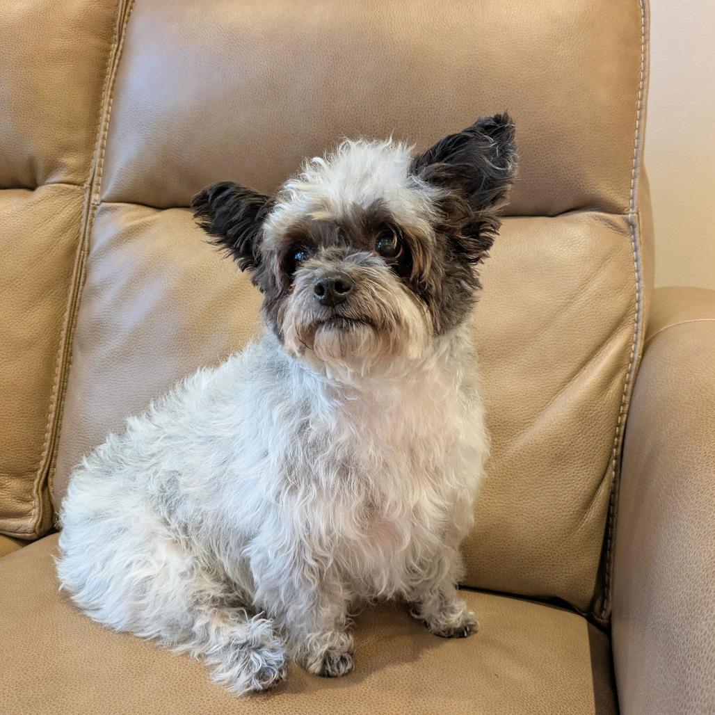 Lady - bonded w/ Lola — thumbnail 6