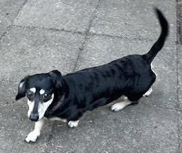 Hattie photo 1