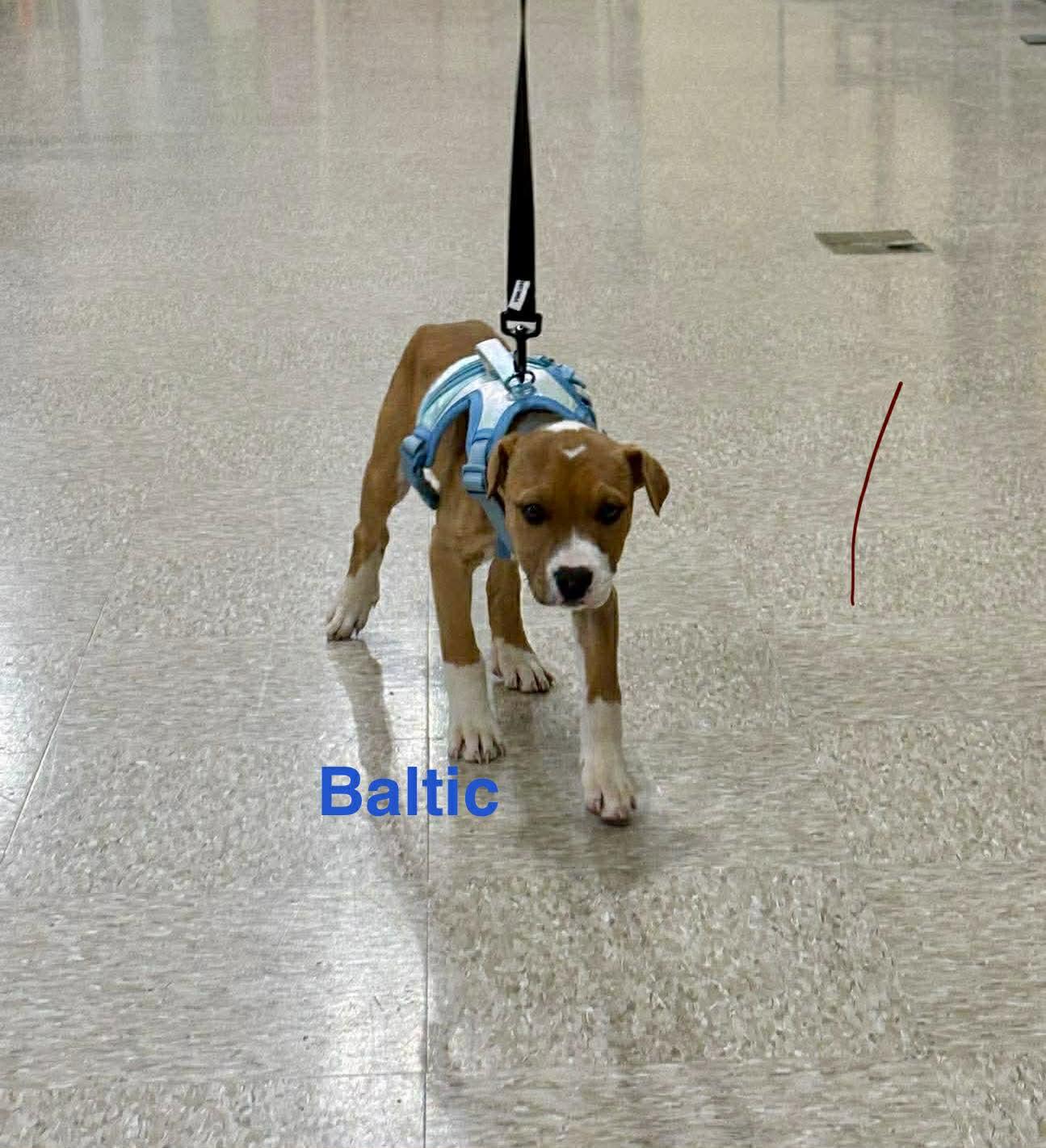 Baltic, ADOPTABLE, Puppy Male Pit Bull Terrier.