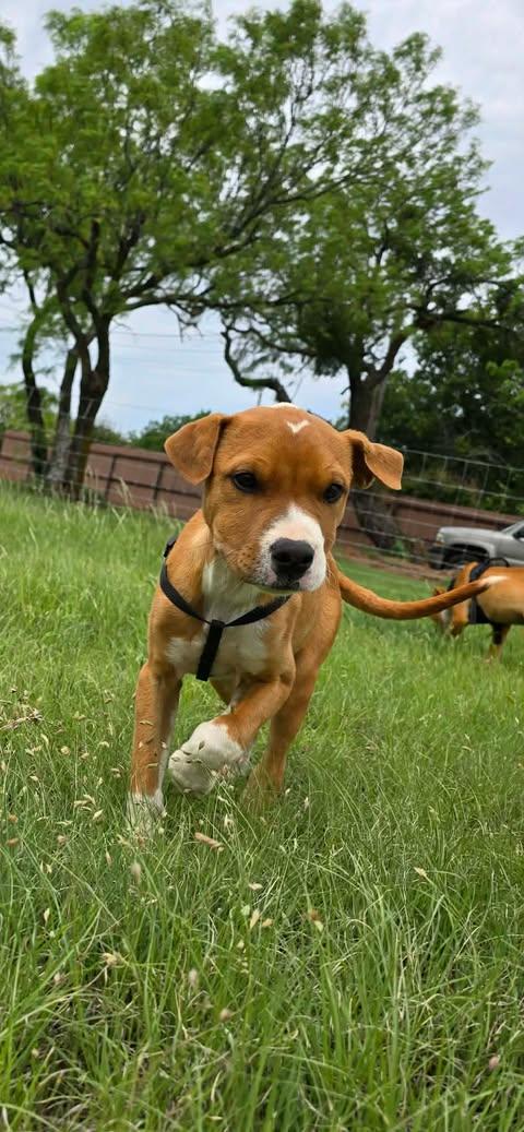 Enlarge Baltic, a ADOPTABLE mixed breed in Wichita Falls, TX image 1/1