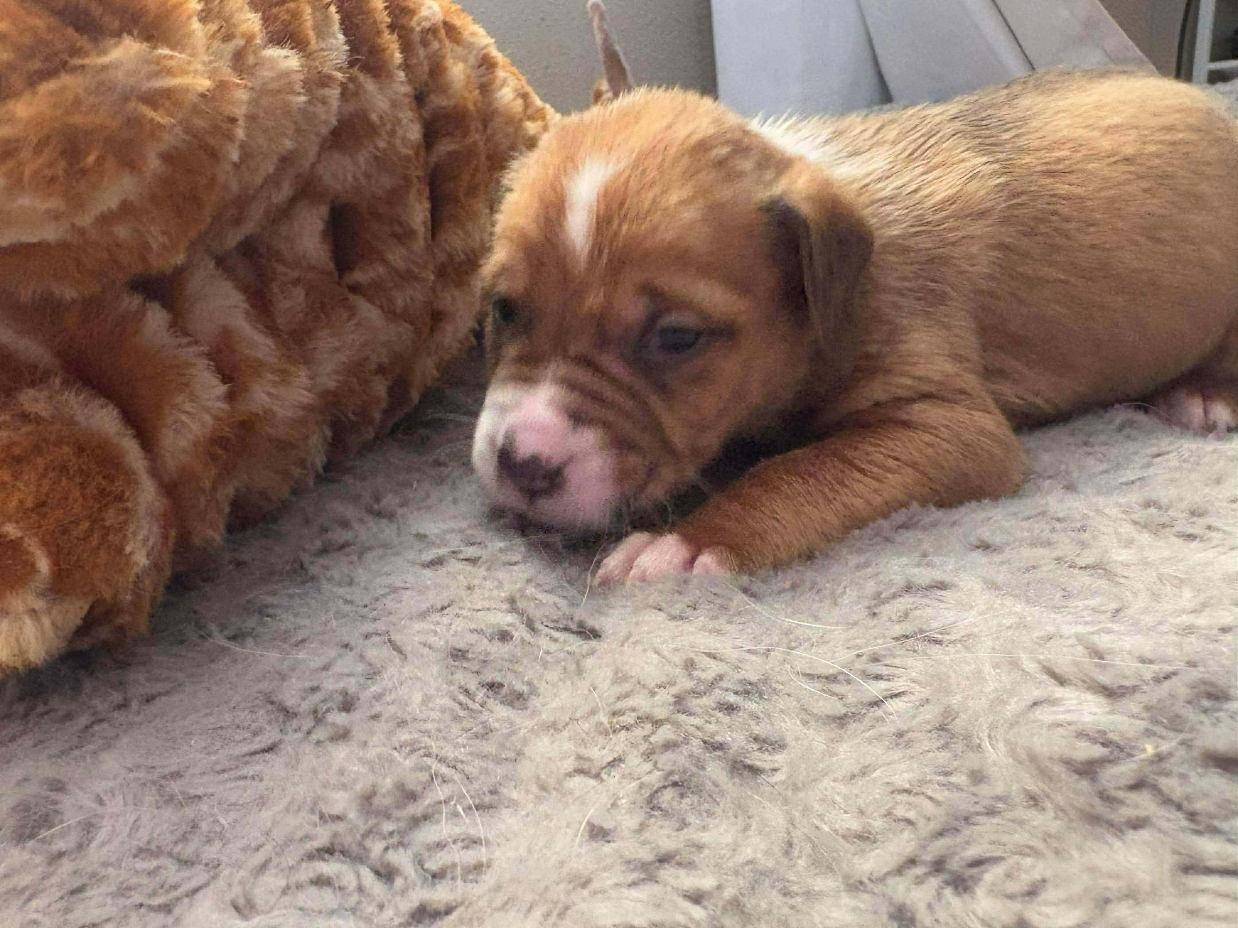 Baltic, a ADOPTABLE mixed breed in Wichita Falls, TX image 3/3