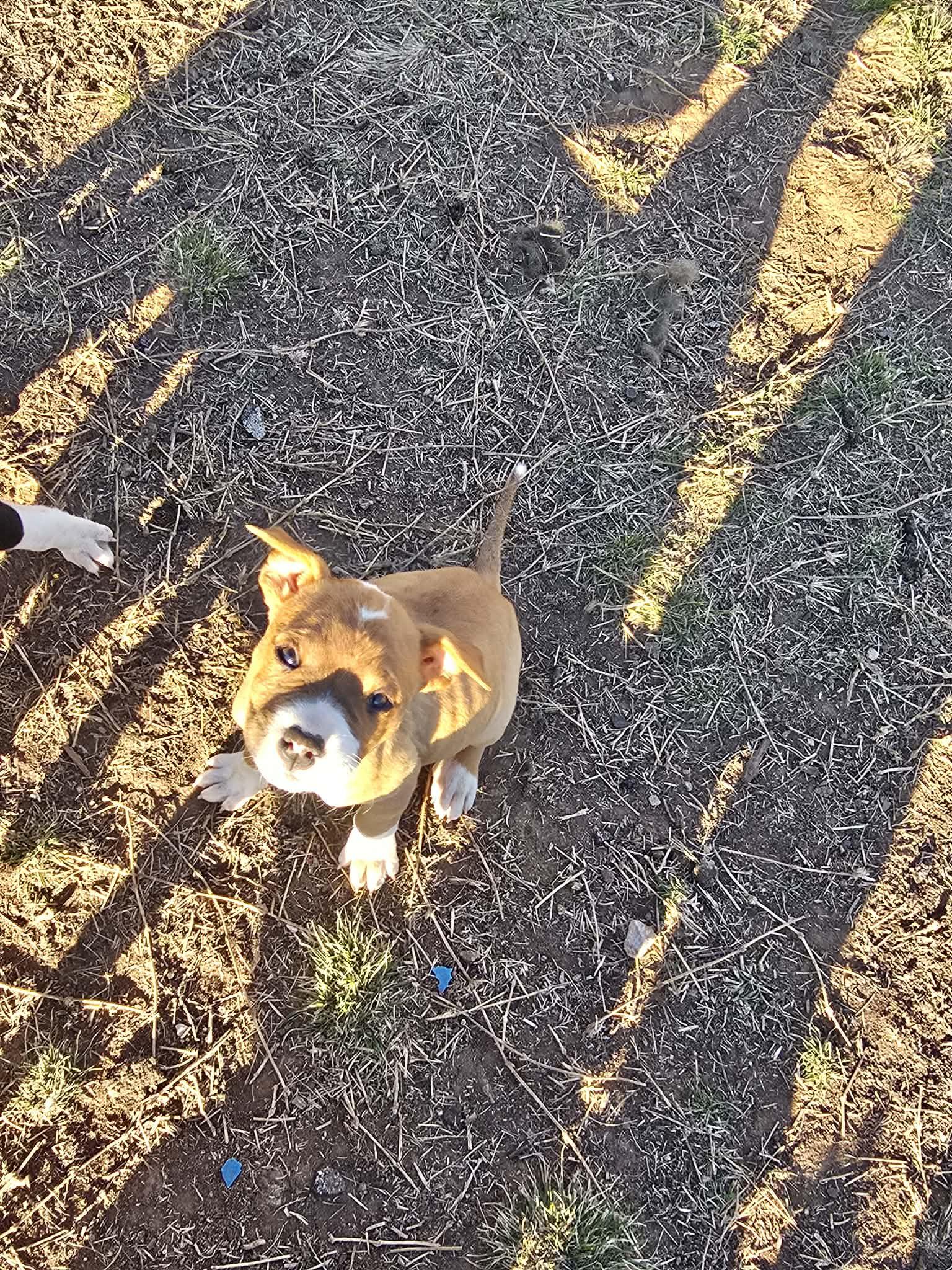 Baltic, a ADOPTABLE mixed breed in Wichita Falls, TX image 1/3