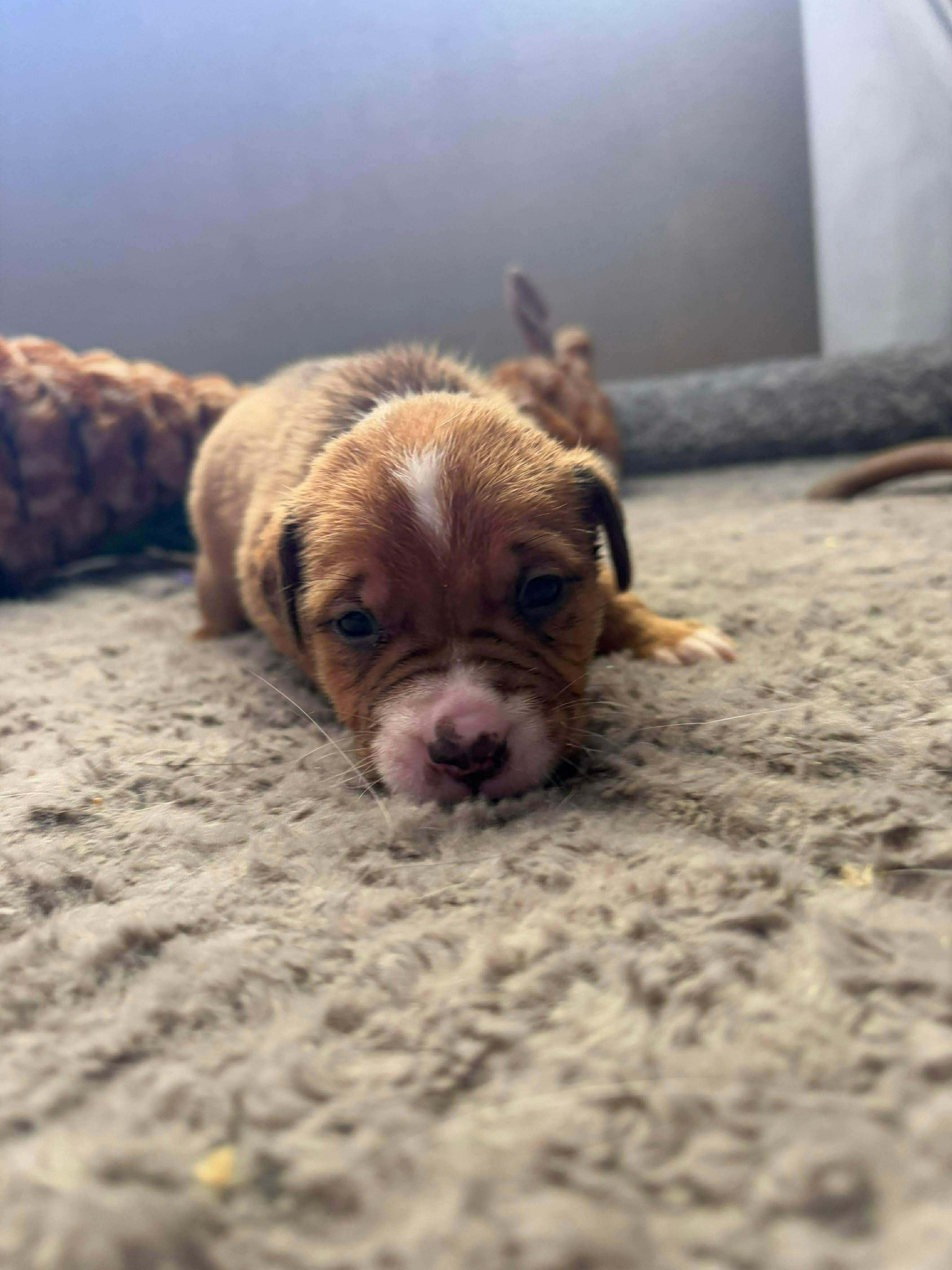 Baltic, ADOPTABLE, Puppy Male Pit Bull Terrier.