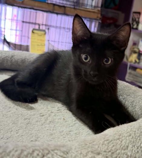 Enlarge Hawkeye, a Adoptable Bombay in Waxahachie, TX image 1/2