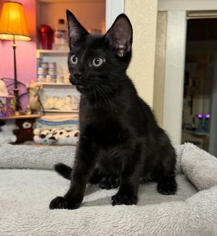 Enlarge Hawkeye, a Adoptable Bombay in Waxahachie, TX image 2/2