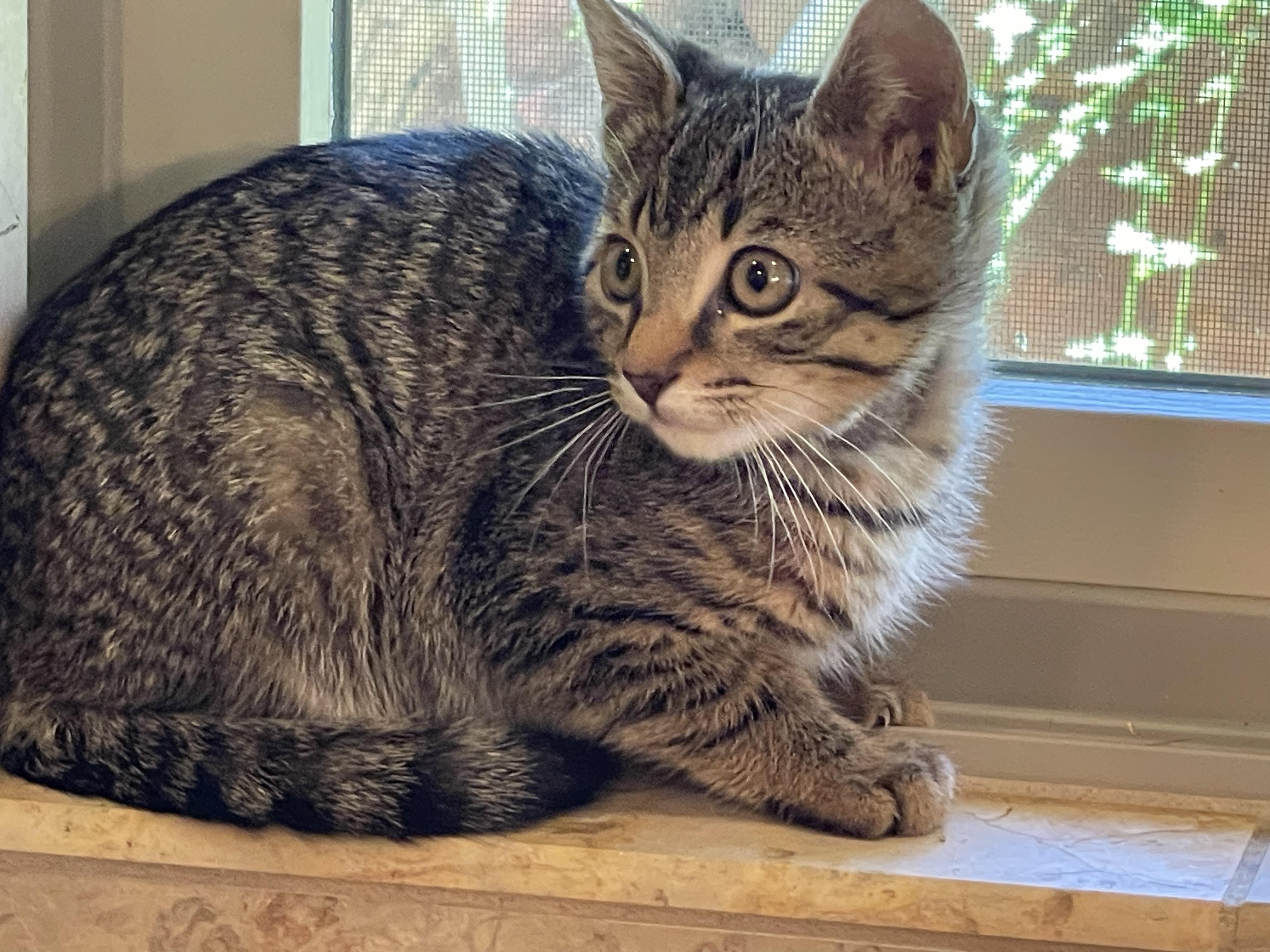 Frisco, a Adopted Domestic Short Hair in Sedona, AZ image 3/6