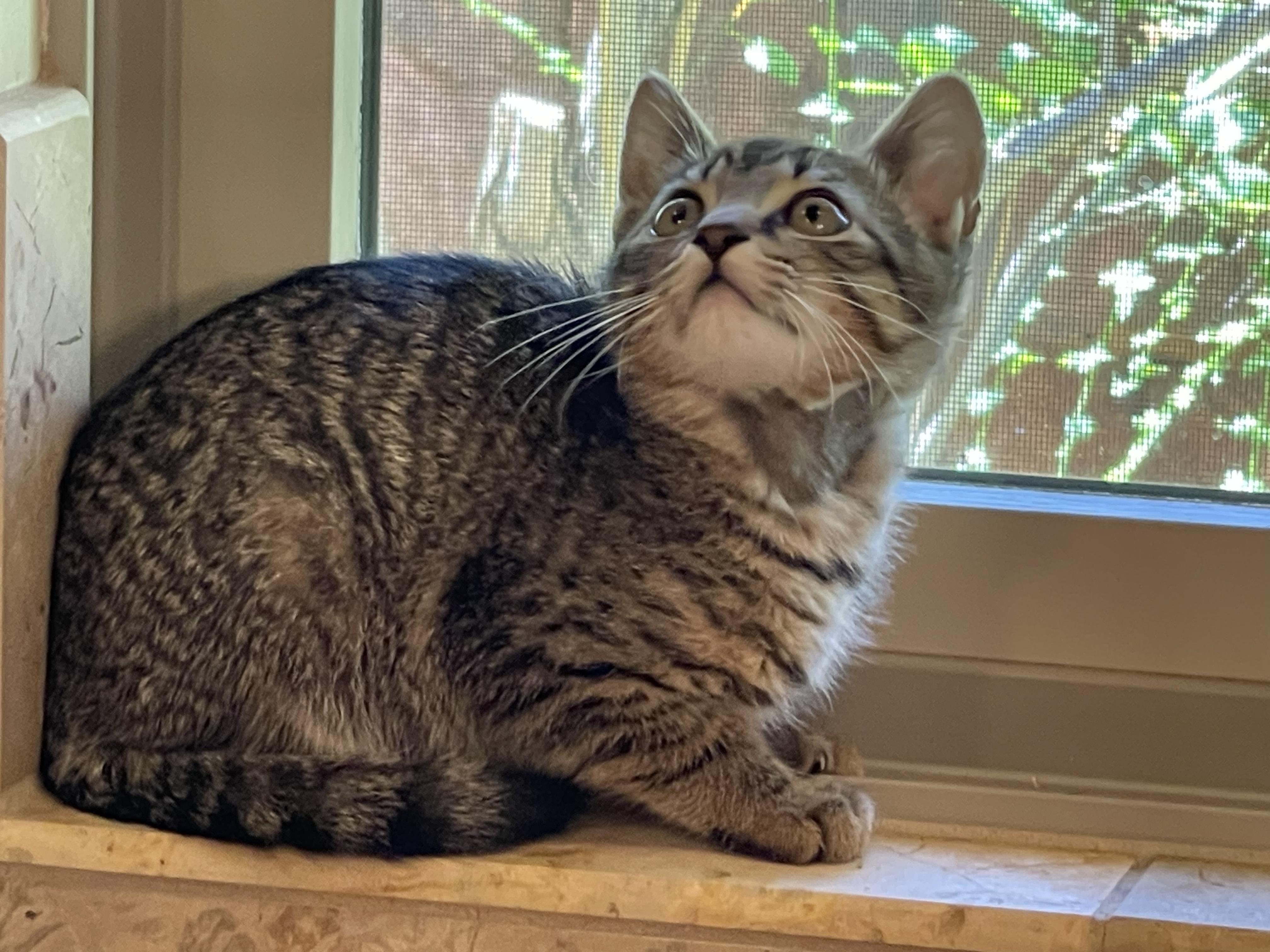 Frisco, a Adopted Domestic Short Hair in Sedona, AZ image 4/6