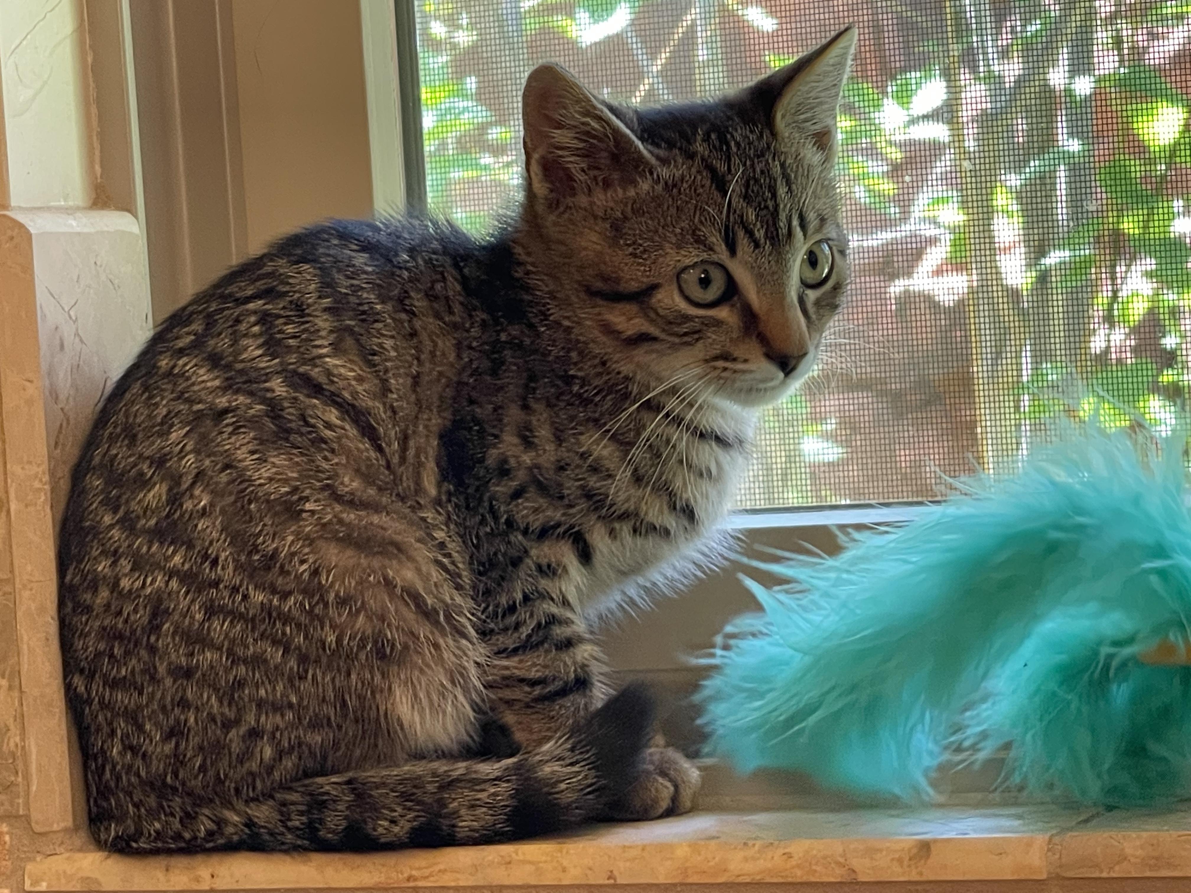 Frisco, a Adopted Domestic Short Hair in Sedona, AZ image 2/6