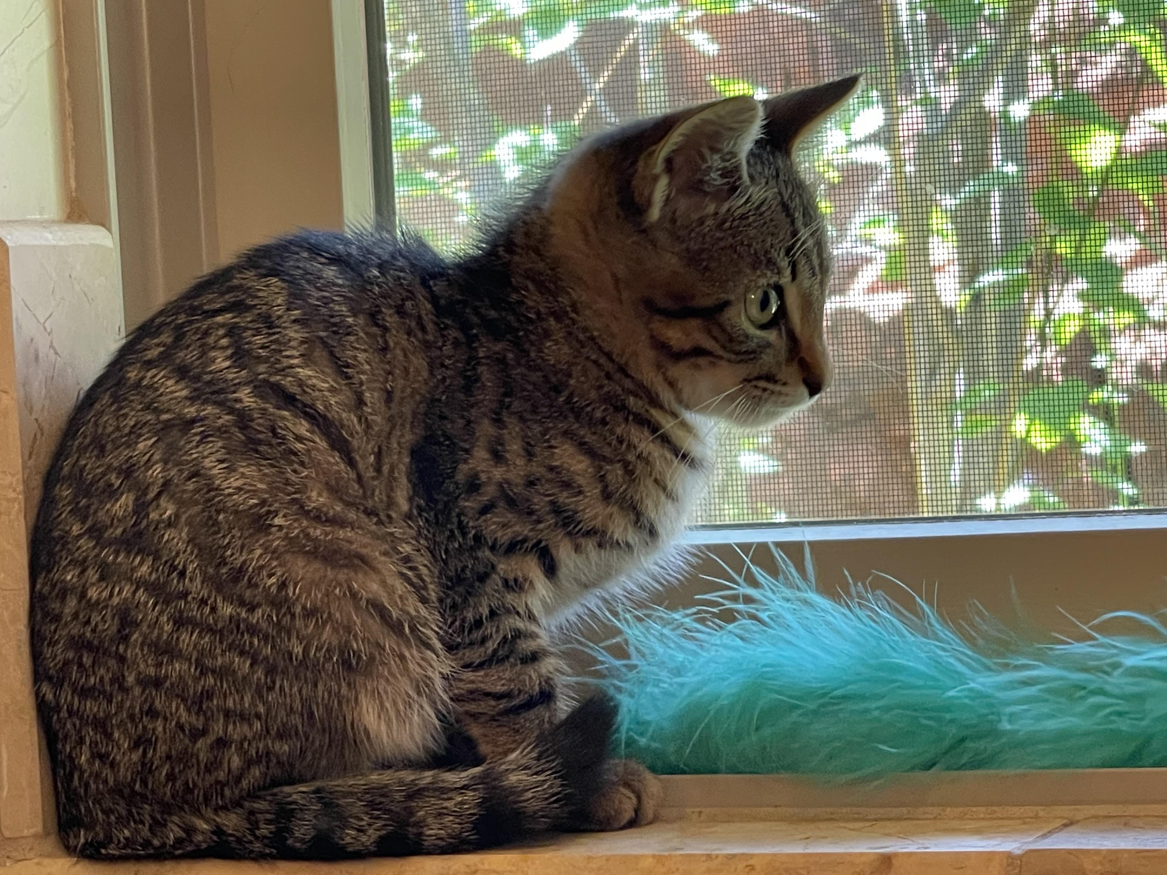 Frisco, a Adopted Domestic Short Hair in Sedona, AZ image 5/6