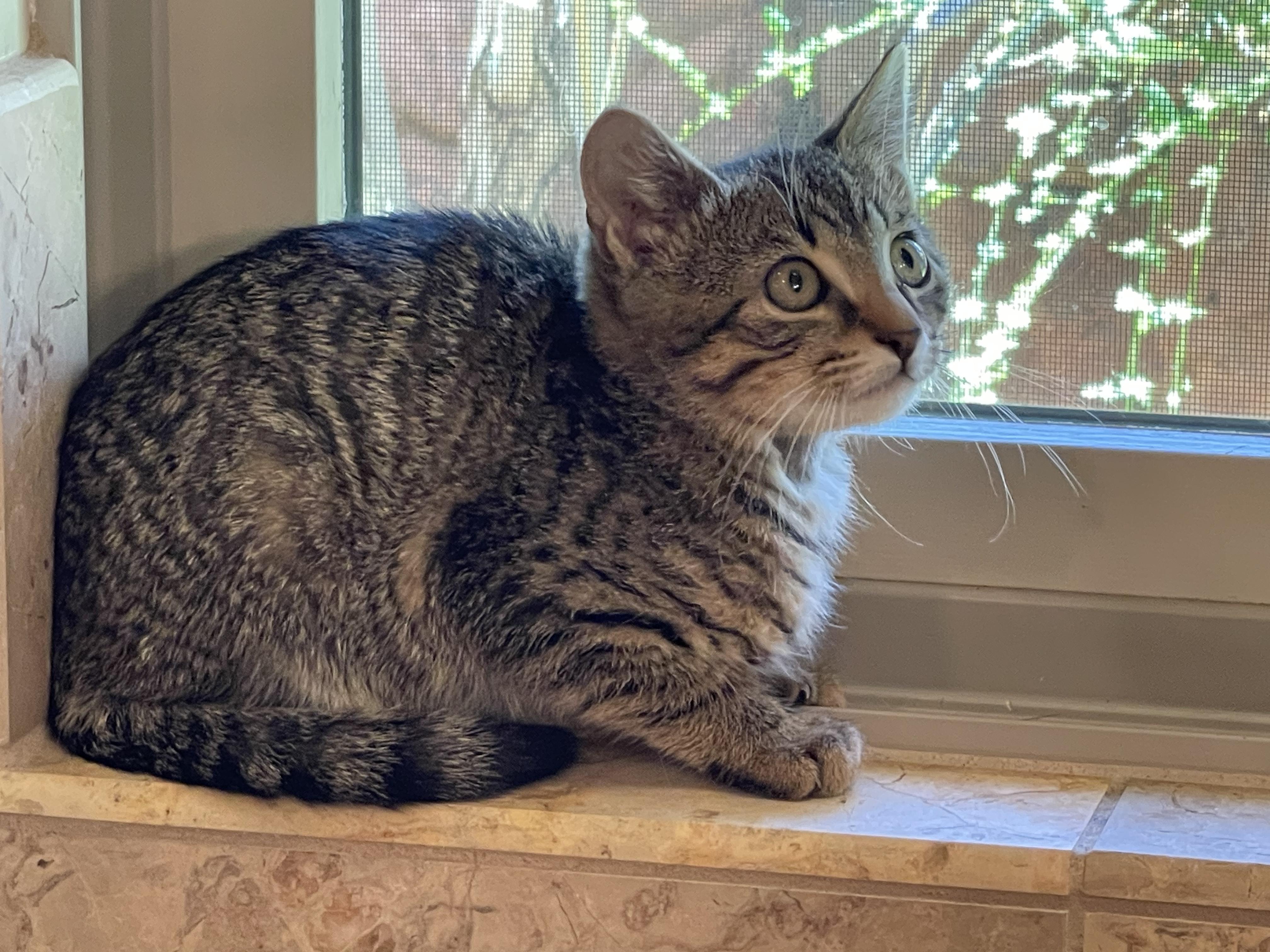 Frisco, a Adopted Domestic Short Hair in Sedona, AZ image 6/6