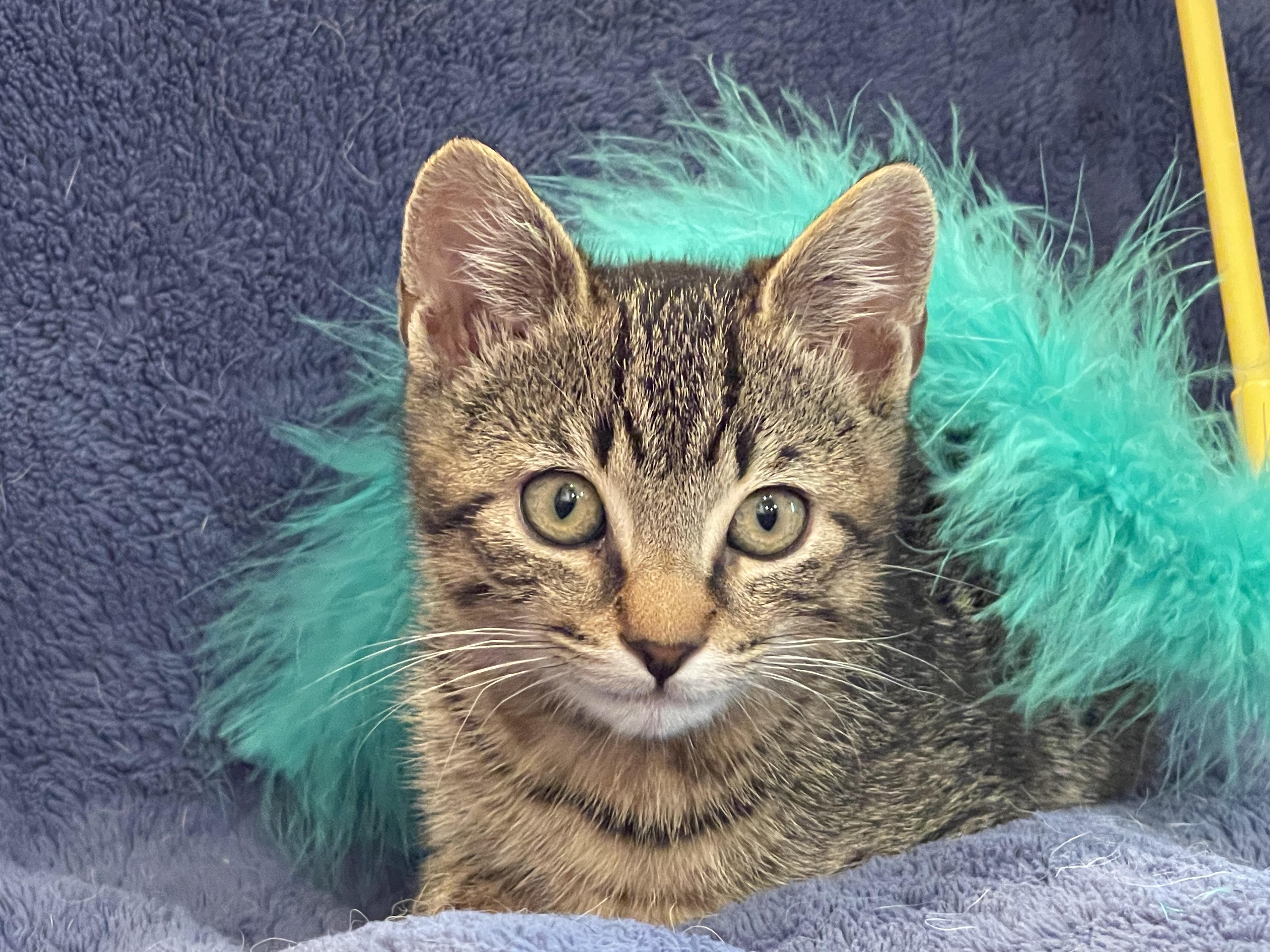 Frisco, a Adopted Domestic Short Hair in Sedona, AZ image 1/6