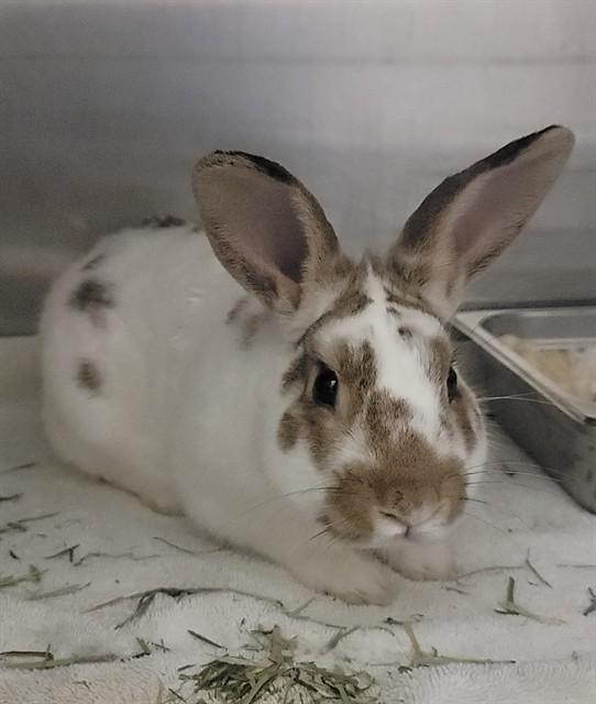 HOWARD, Adoptable, Young Male English Spot.