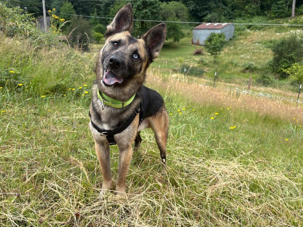 Marty, a Adoptable mixed breed in St. Helens, OR image 1/6