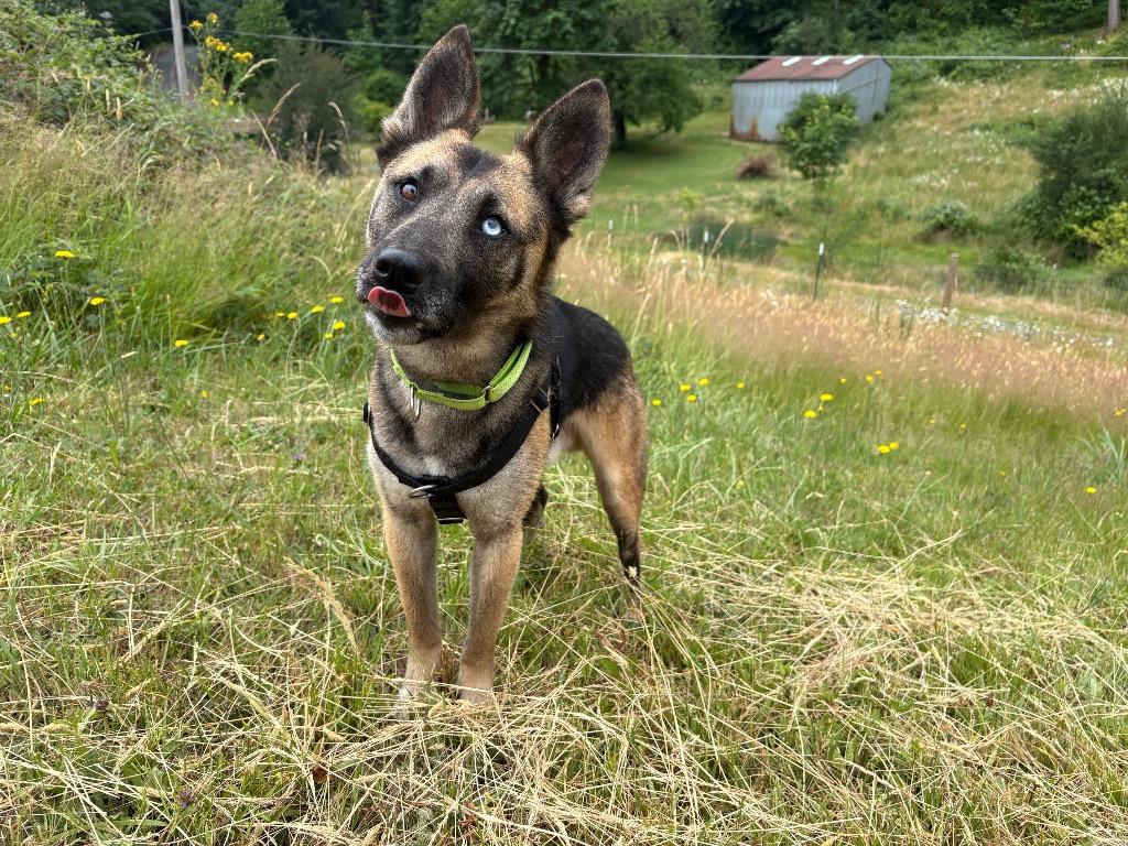 Marty, a Adoptable mixed breed in St. Helens, OR image 2/6