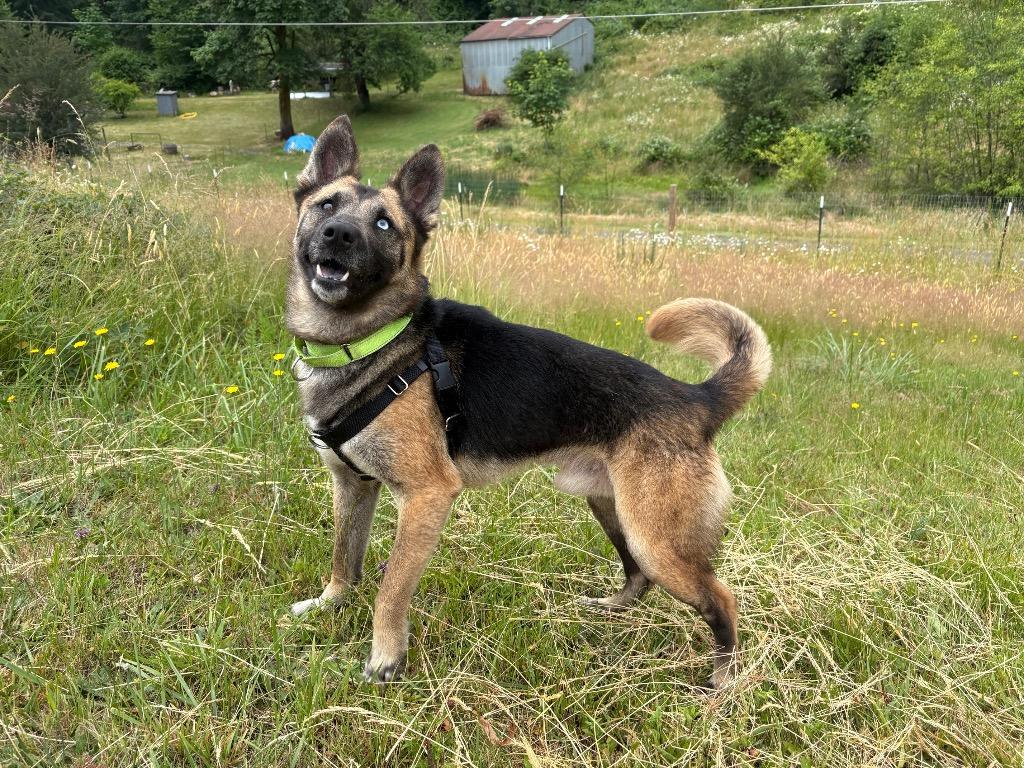 Marty, a Adoptable mixed breed in St. Helens, OR image 3/6