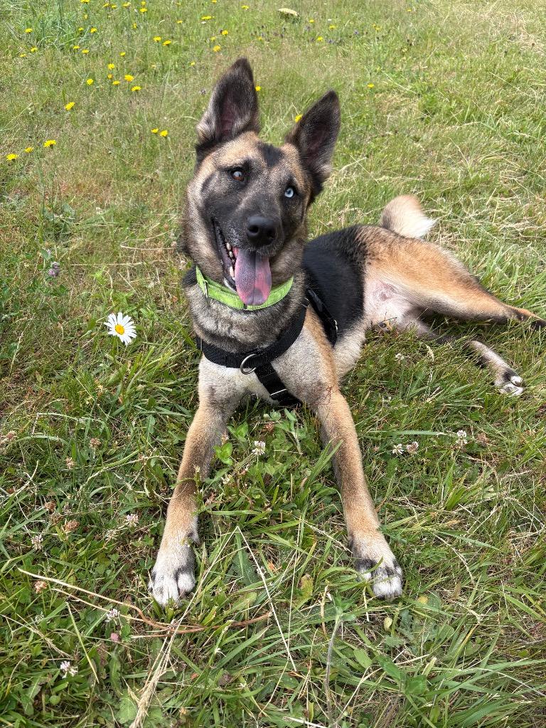 Marty, a Adoptable mixed breed in St. Helens, OR image 4/6