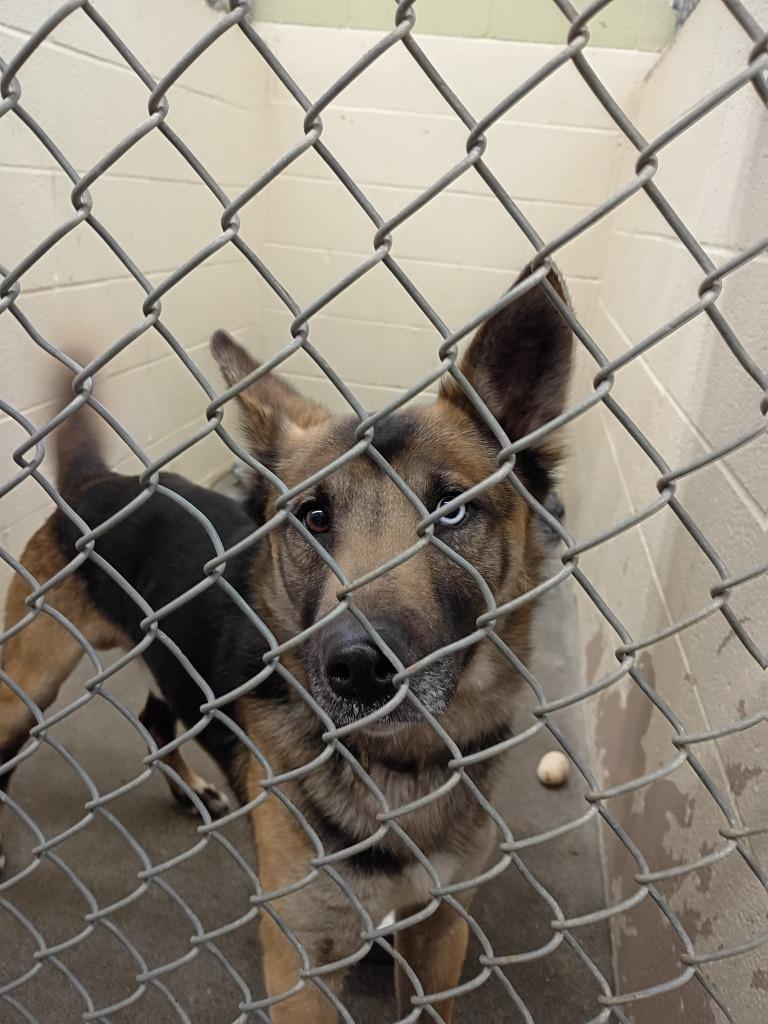 Marty, a Adoptable mixed breed in St. Helens, OR image 5/6