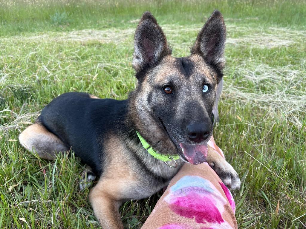 Marty, a Adoptable mixed breed in St. Helens, OR image 6/6