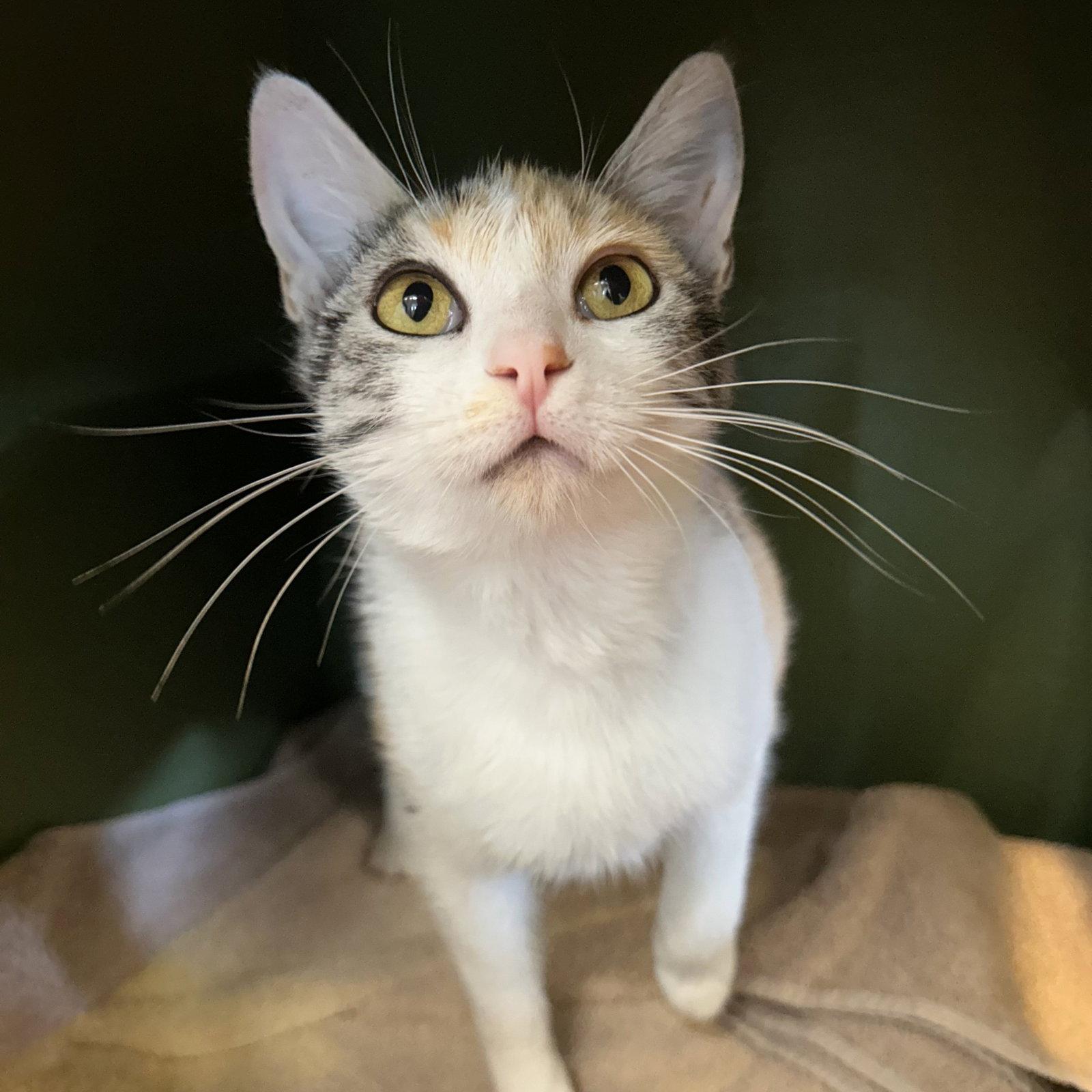 Crystal, Adopted, Adult Female Calico.