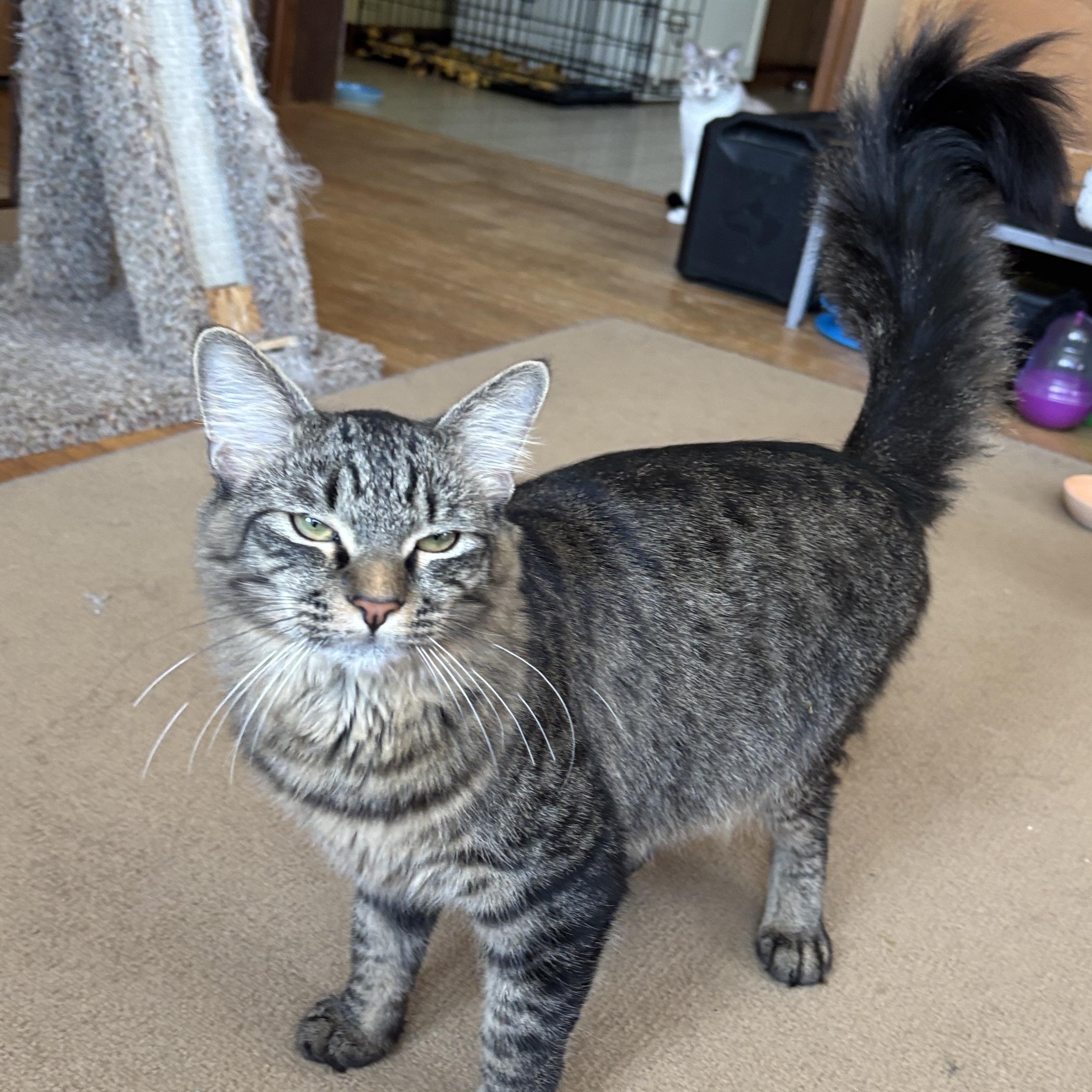 Shade and Shine, a ADOPTABLE mixed breed in Melrose, MA image 5/6