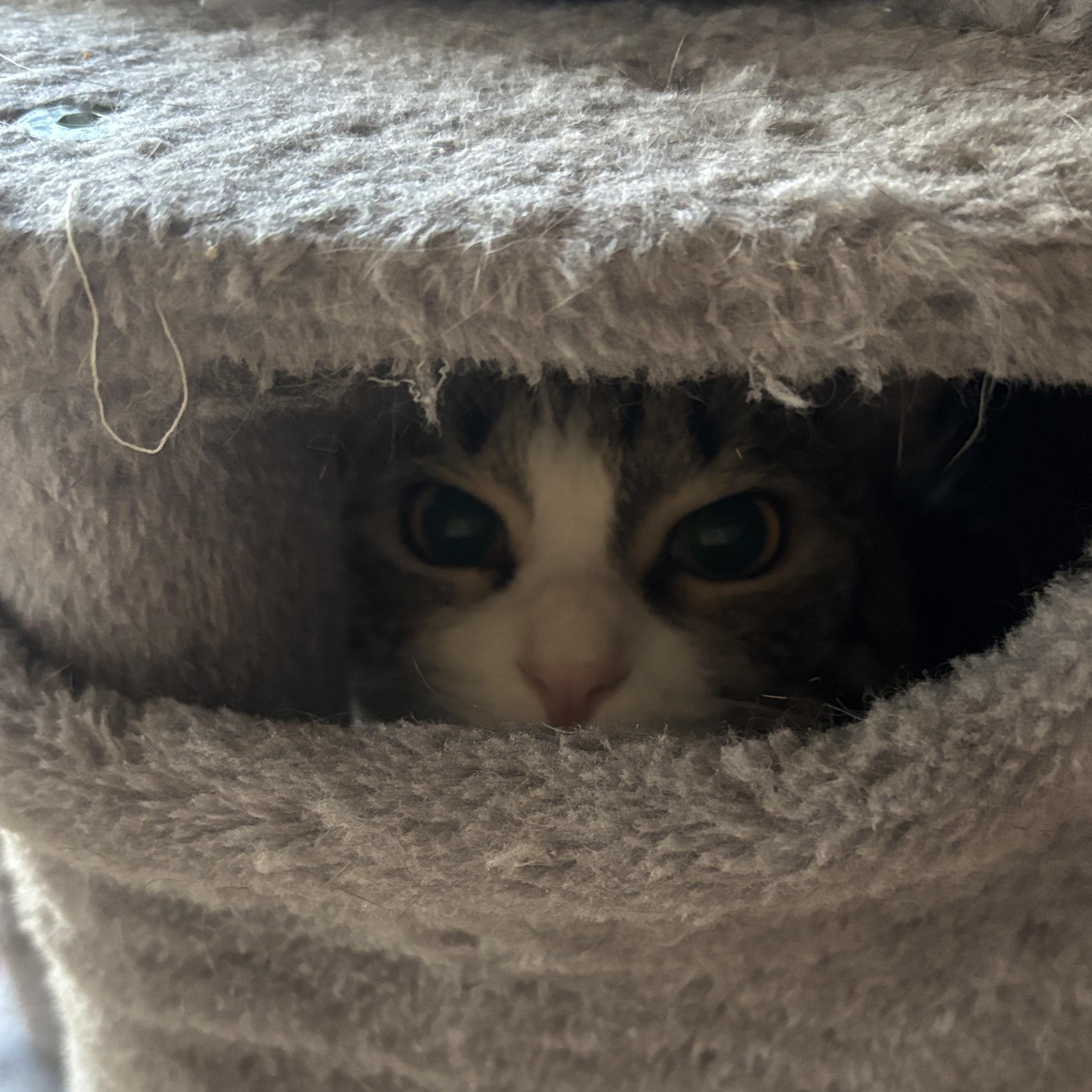 Shade and Shine, a ADOPTABLE mixed breed in Melrose, MA image 3/6