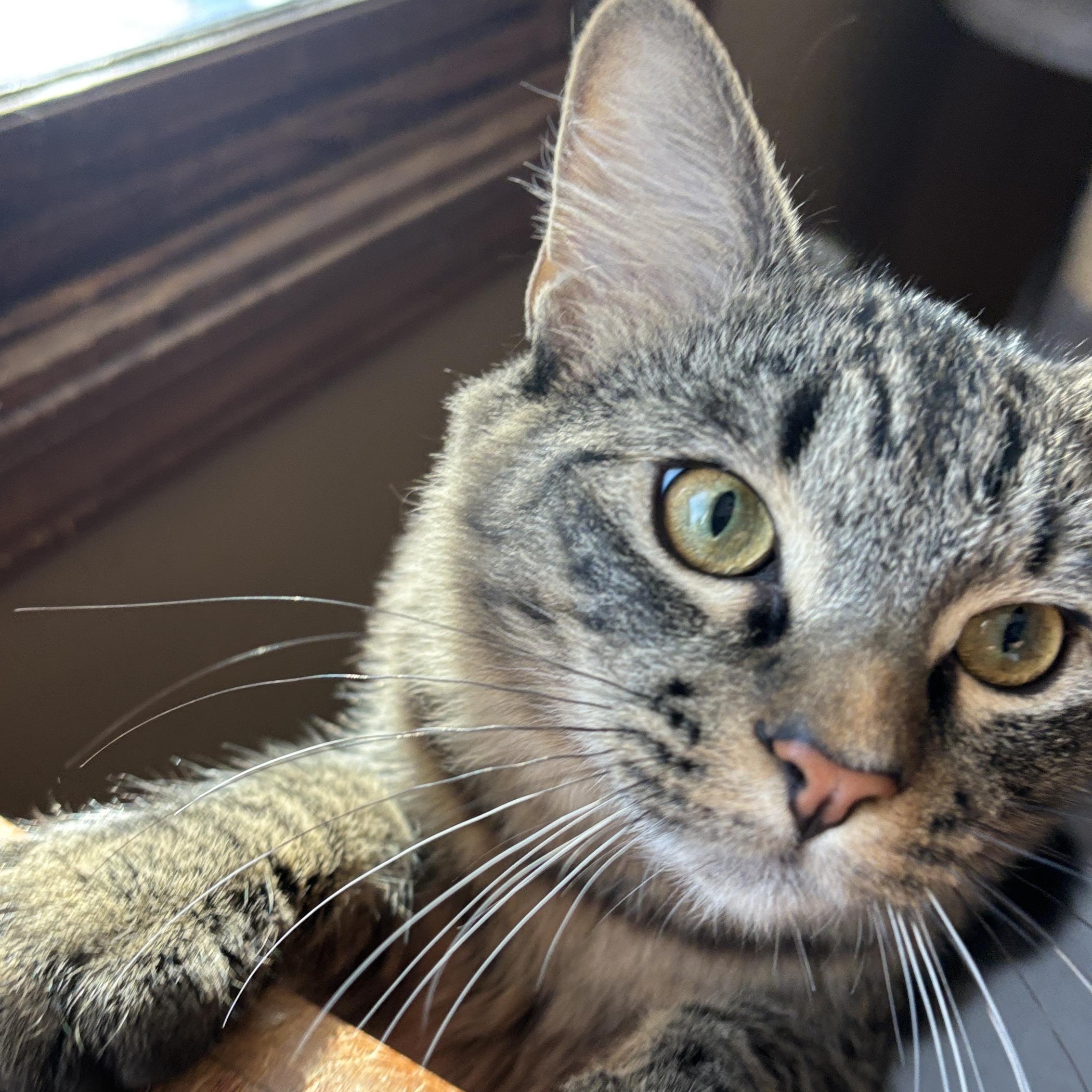 Shade and Shine, a ADOPTABLE mixed breed in Melrose, MA image 6/6