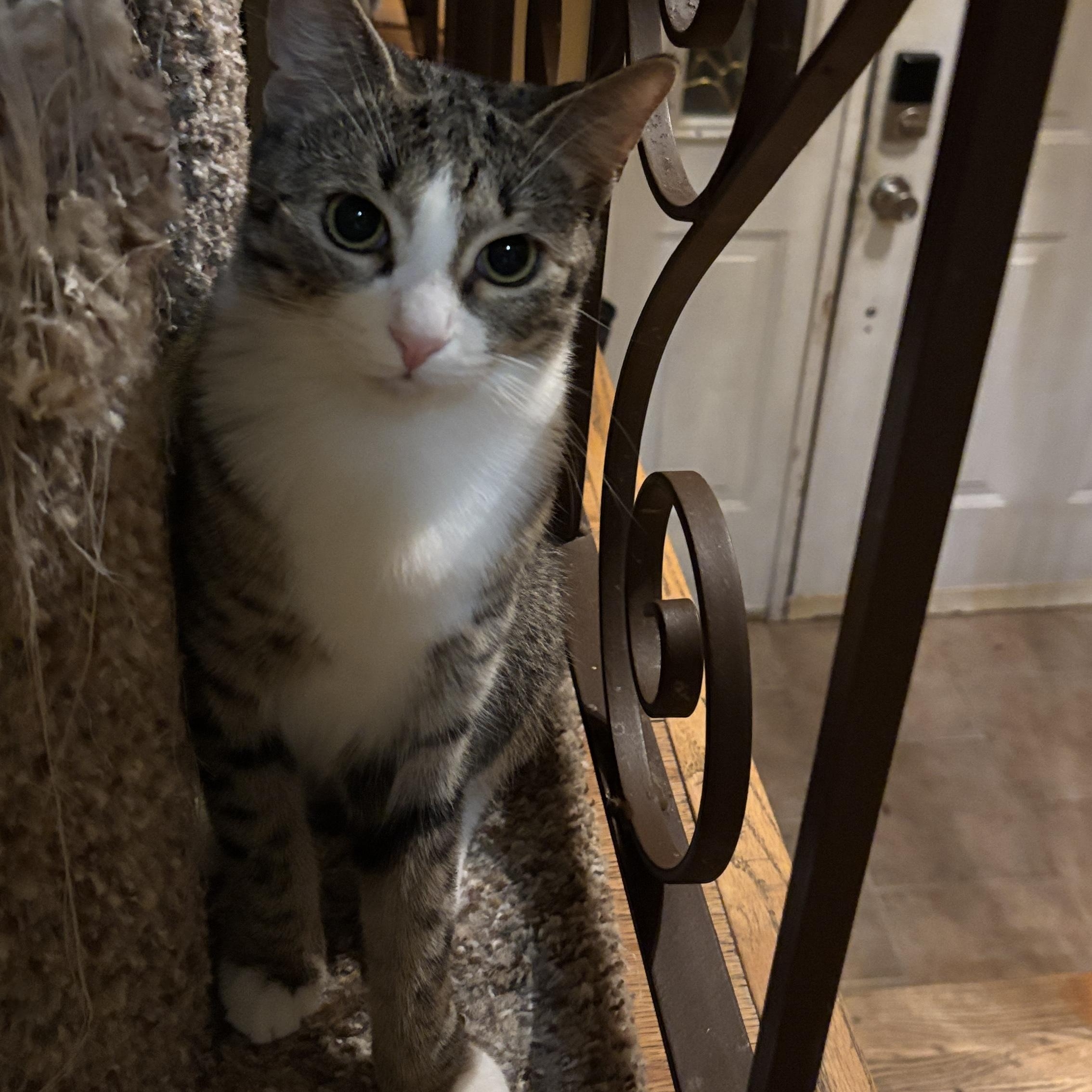 Shade and Shine, a ADOPTABLE mixed breed in Melrose, MA image 4/6