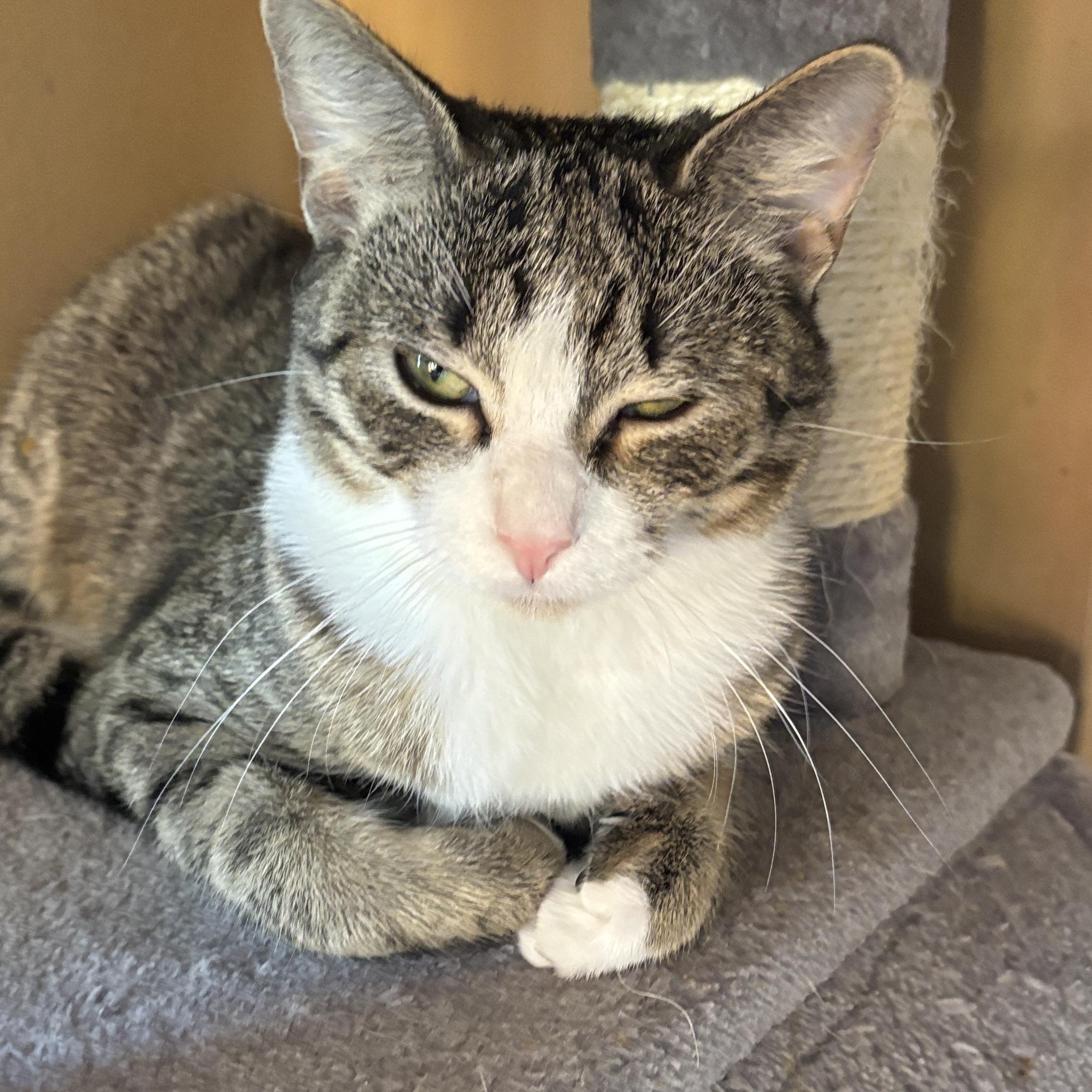 Shade and Shine, a ADOPTABLE mixed breed in Melrose, MA image 2/6