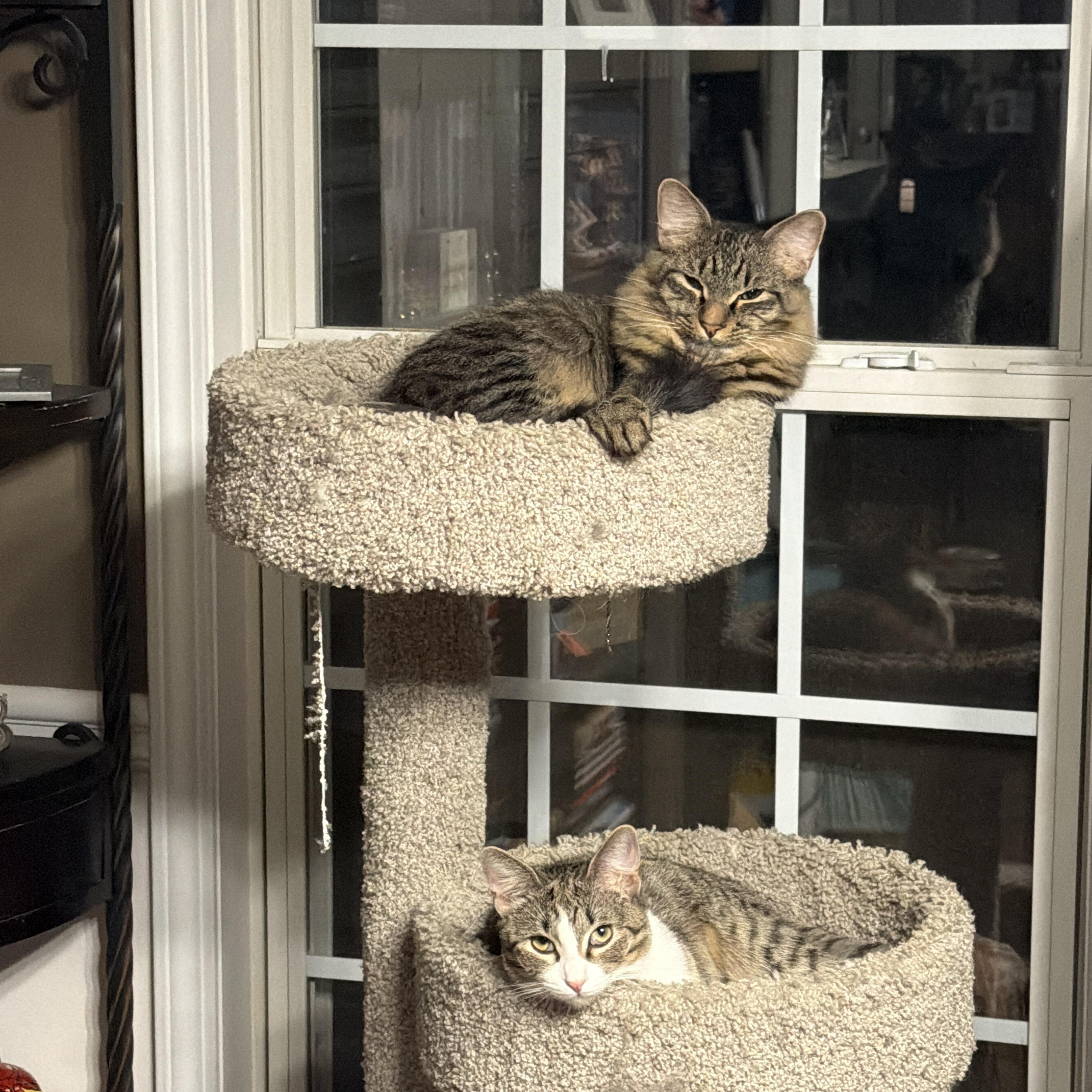 Shade and Shine, a ADOPTABLE mixed breed in Melrose, MA image 1/6