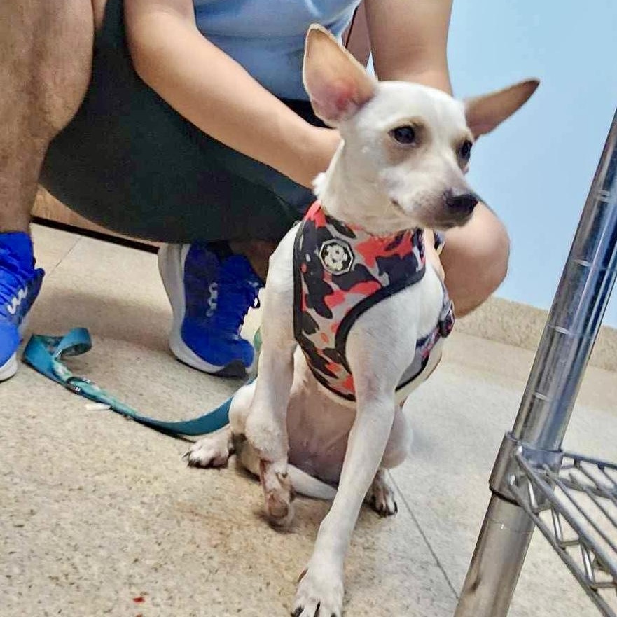 Cactus, Adoptable, Adult Female Chihuahua.