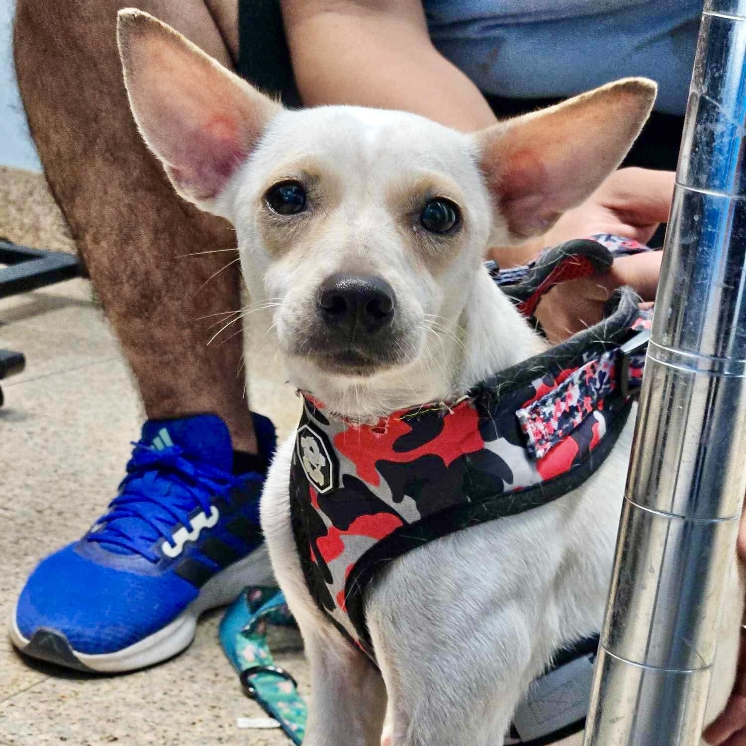 Cactus, a Adoptable mixed breed in Griswold, CT image 2/5