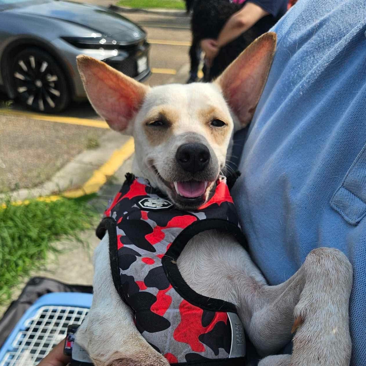 Cactus, a Adoptable mixed breed in Griswold, CT image 3/5