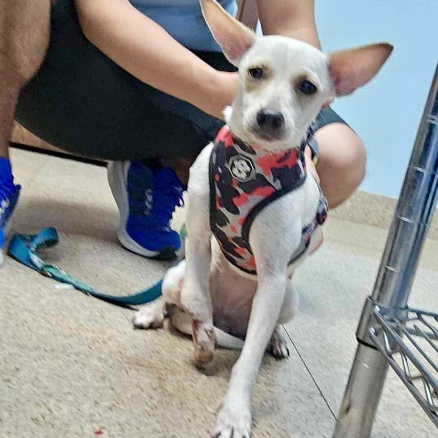 Cactus, a Adoptable mixed breed in Griswold, CT image 4/5