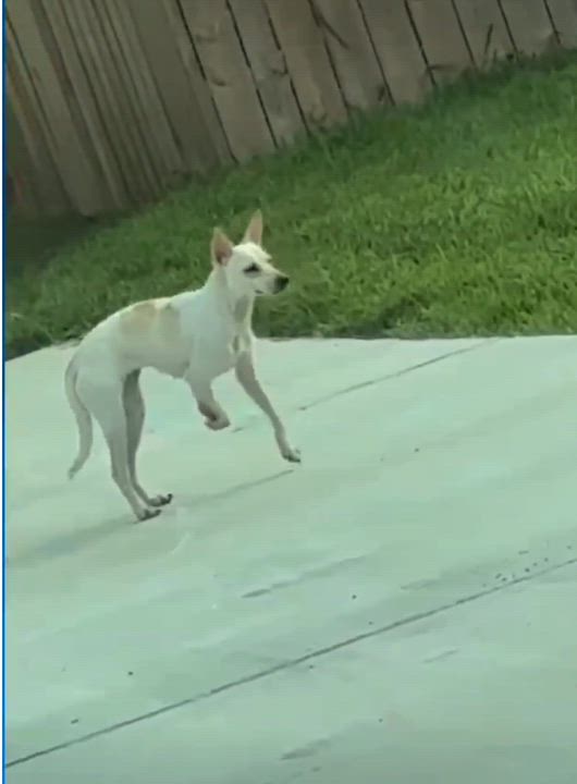 Enlarge Cactus, a Adoptable mixed breed in Griswold, CT video 5/5