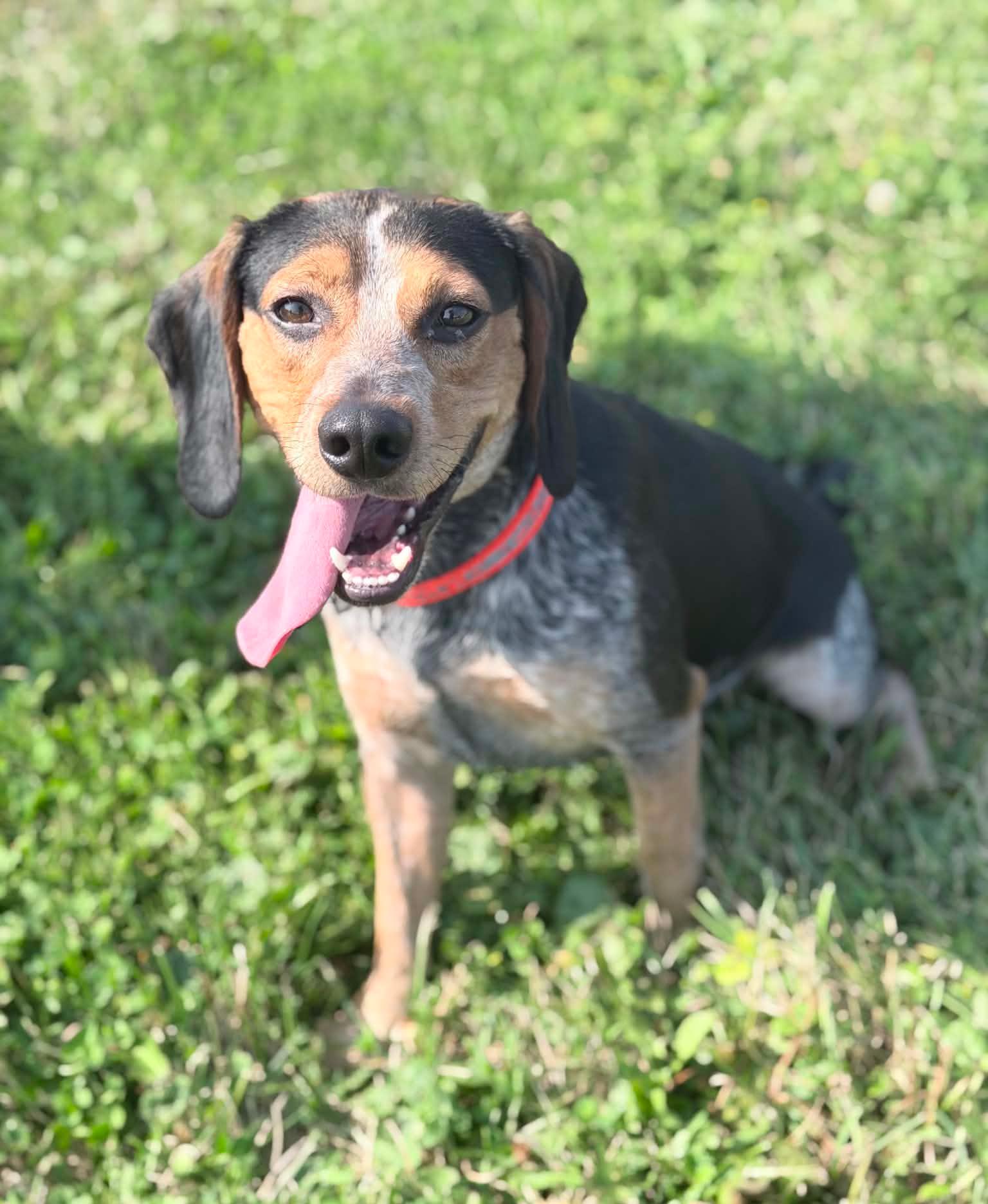 Frank, adopted, Adult Male Beagle & Bluetick Coonhound.