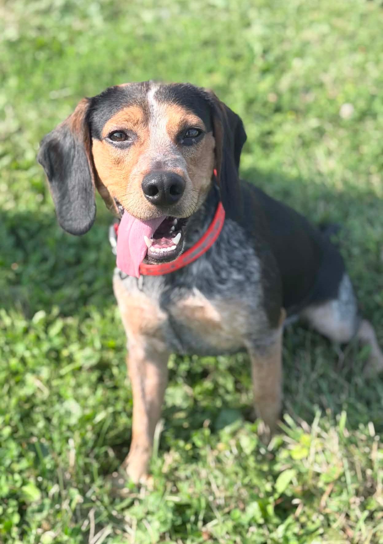Enlarge Frank, an adopted mixed breed in Wapakoneta, OH image 4/4